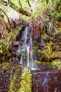 Europe, Portugal, Madeira, Paúl da Serra plateau, Rabacal, Levada do Risco, PR6.1, natural source in the rock Europe, Portugal, Madeira, Paúl da Serra plateau, Rabacal, Levada do Risco, PR6.1, natural source in the rock